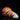 "TWEESTER" Silikon Anal Dildo weiß rot - 🅛🅞🅛🅛🅨🅟🅞🅟🅟🅨